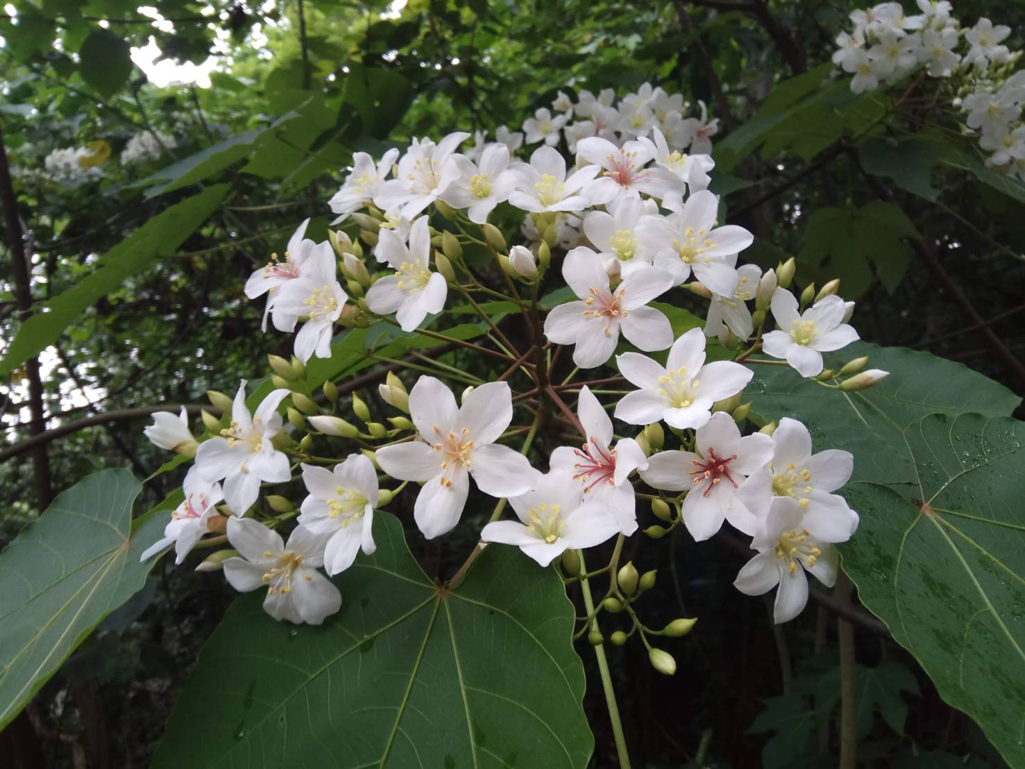 福田社區-賞桐生態步道(季節限定4月桐花季) - 彰化市公所
