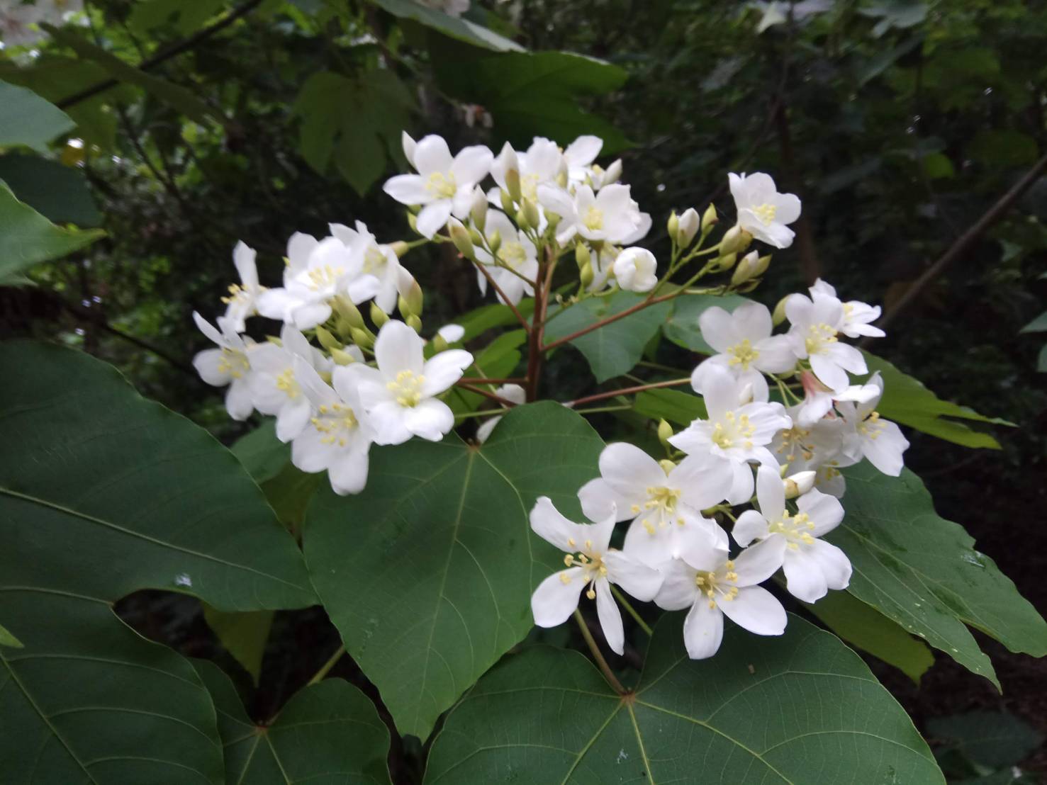 福田社區-賞桐生態步道(季節限定4月桐花季) - 彰化市公所