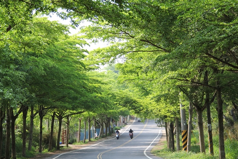 縣道139綠色隧道.jpg
