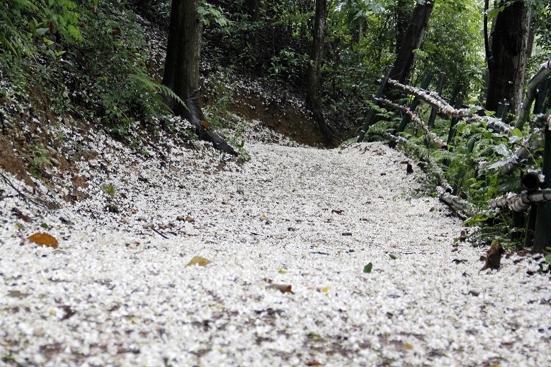 賞桐生態步道-雪白賞桐步道.jpg