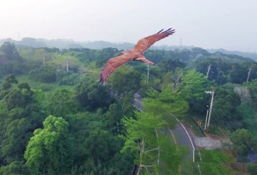Image: Grey-faced Buzzard can be seen soaring into the sky every March on Bagua Mt.